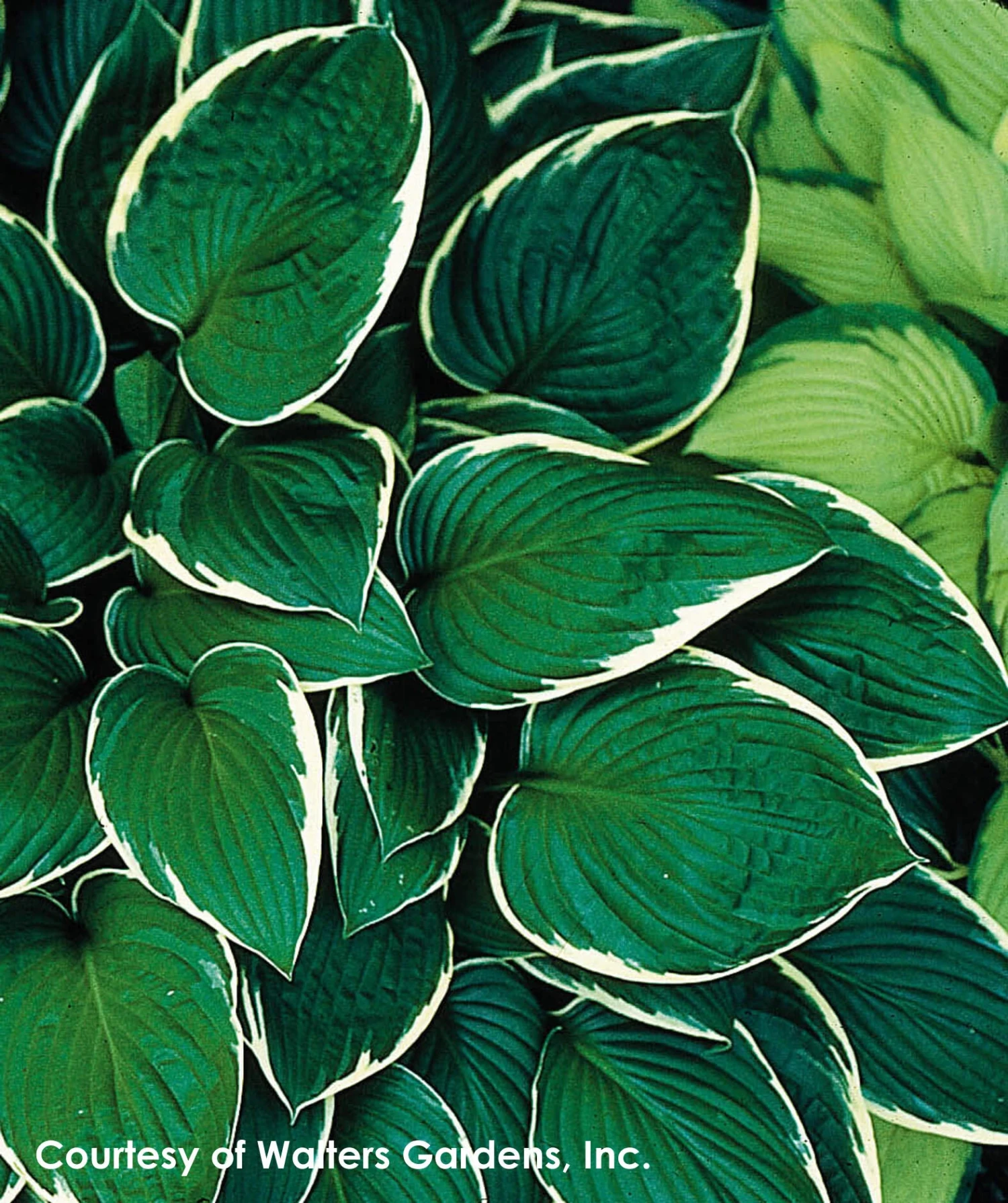 Hosta 'Francee' Plantain Lily 3 Hosta 'Francee' Plantain Lily