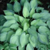 Hosta 'June' Plantain Lily 1 Hosta 'June' Plantain Lily -SunGlow Perennials Shop HST June EZ