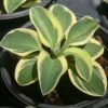 Hosta 'Mighty Mouse' Plantain Lily -SunGlow Perennials Shop HST Mighty Mouse EZ