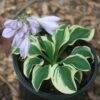 Hosta 'Mini Skirt' Plantain Lily 1 Hosta 'Mini Skirt' Plantain Lily -SunGlow Perennials Shop HST Mini Skirt EZ