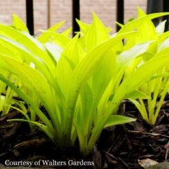 Hosta 'Munchkin Fire' Plantain Lily -SunGlow Perennials Shop HST Munchkin Fire WG