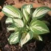 Hosta 'Pandora's Box' Plantain Lily -SunGlow Perennials Shop HST Pandora s Box 2 EZ