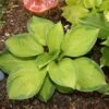 Hosta 'Rainforest Sunrise' Plantain Lily -SunGlow Perennials Shop HST Rainforest Sunrise EZ