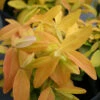 Hypericum 'Brigadoon' St. John's Wort -SunGlow Perennials Shop HYP Brigadoon spring color EZ