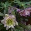 Helleborus 'Mother Of Bride' Lenten Rose -SunGlow Perennials Shop Helleborus Mother of the Bride Hellebore Lenten Rose Wedding Party