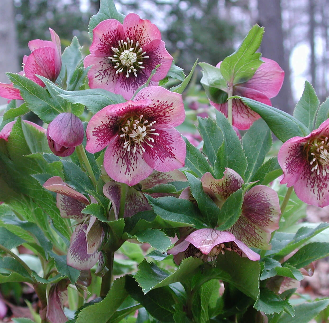 Helleborus 'Pine Knot Strain' Lenten Rose 4 Helleborus 'Pine Knot Strain' Lenten Rose - Image 2