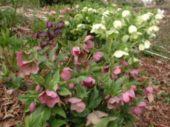 Helleborus 'Pine Knot Strain' Lenten Rose 8 Helleborus 'Pine Knot Strain' Lenten Rose -SunGlow Perennials Shop Helleborus Pine Knot 2