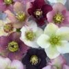 Helleborus 'Pine Knot Strain' Lenten Rose -SunGlow Perennials Shop Helleborus Pine Knot Strain Lenten Rose