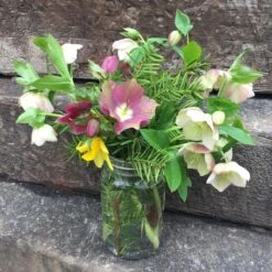 Helleborus 'Pine Knot Strain' Lenten Rose 9 Helleborus 'Pine Knot Strain' Lenten Rose -SunGlow Perennials Shop Helleborus Pine Knot Strain Lenten Rose 2