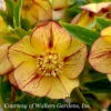 Helleborus 'Tropical Sunset' Lenten Rose -SunGlow Perennials Shop Helleborus Tropical Sunset