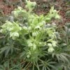 Helleborus Foetidus - Stinking Hellebore -SunGlow Perennials Shop Helleborus foetidus