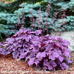 Heuchera 'Pink Panther' Coral Bells -SunGlow Perennials Shop Heuchera Pink Panther
