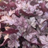 Heuchera 'Pink Panther' Coral Bells -SunGlow Perennials Shop Heuchera Pink Panther Coral Bells