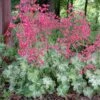 Heuchera 'Snow Angel' Coral Bells -SunGlow Perennials Shop Heuchera Snow Angel