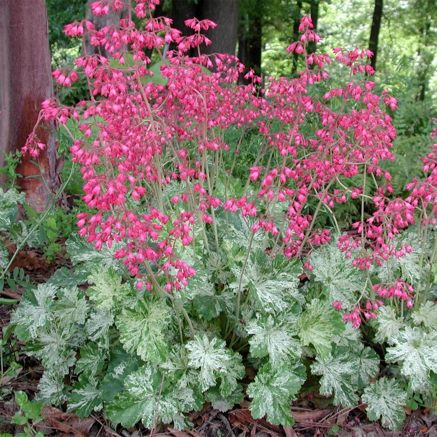 Heuchera 'Snow Angel' Coral Bells 3 Heuchera 'Snow Angel' Coral Bells