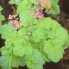 Heuchera 'Sweet Tart' Coral Bells -SunGlow Perennials Shop Heuchera Sweet Tart