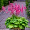 Heuchera 'Timeless Glow' Coral Bells 2 Heuchera 'Timeless Glow' Coral Bells -SunGlow Perennials Shop Heuchera Timeless Glow WG