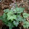 Heucherella 'Pink Fizz' Foamy Bells -SunGlow Perennials Shop Heucherella Pink Fizz