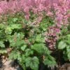 Heucherella 'Pink Revolution' Foamy Bells -SunGlow Perennials Shop Heucherella Pink Revolution Foamy Bells Coral Bells