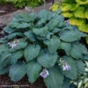 Hosta 'Diamond Lake' Plantain Lily -SunGlow Perennials Shop Hosta Diamond Lake