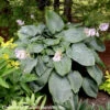 Hosta 'Empress Wu' Plantain Lily -SunGlow Perennials Shop Hosta Empress Wu