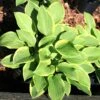 Hosta 'Golden Tiara' Plantain Lily -SunGlow Perennials Shop Hosta Golden Tiara