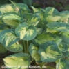 Hosta 'Great Expectations' Plantain Lily -SunGlow Perennials Shop Hosta Great Expectations