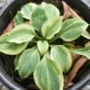 Hosta 'Hope' Plantain Lily 2 Hosta 'Hope' Plantain Lily -SunGlow Perennials Shop Hosta Hope Miniature Plantain Lily