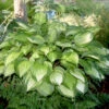 Hosta 'Island Breeze' Plantain Lily -SunGlow Perennials Shop Hosta Island Breeze