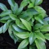 Hosta 'Plug Nickel' Plantain Lily -SunGlow Perennials Shop Hosta Plug Nickel Plantain Lily