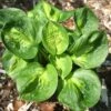 Hosta 'Pocketful Of Sunshine' Plantain Lily 2 Hosta 'Pocketful Of Sunshine' Plantain Lily -SunGlow Perennials Shop Hosta Pocketful of Sunshine
