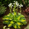 Hosta 'Sunset Grooves' Plantain Lily -SunGlow Perennials Shop Hosta Sunset Grooves 76ba768c 994b 46a4 895f 6f8fd94a8fb1