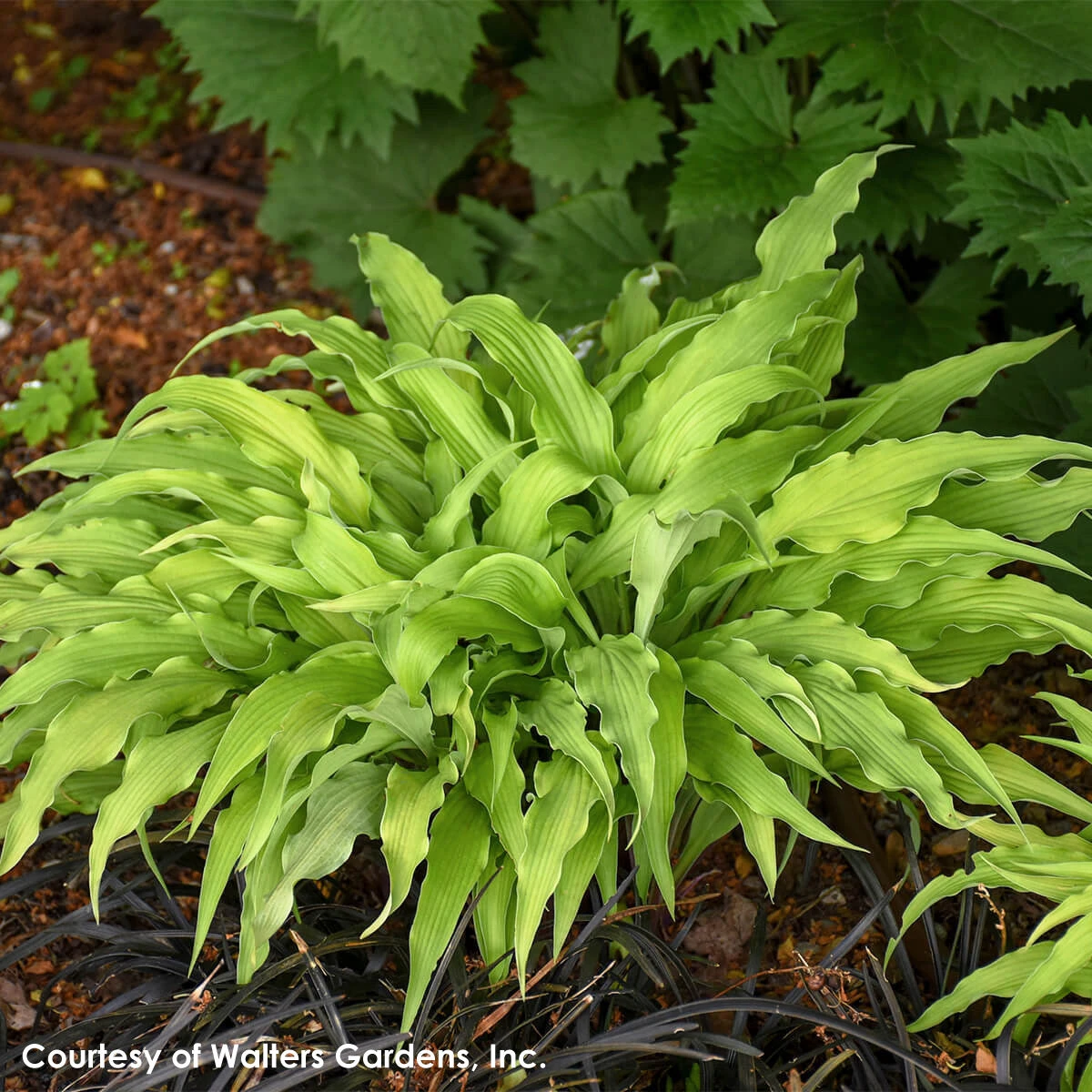 Hosta 'Curly Fries' Plantain Lily 4 Hosta 'Curly Fries' Plantain Lily - Image 2