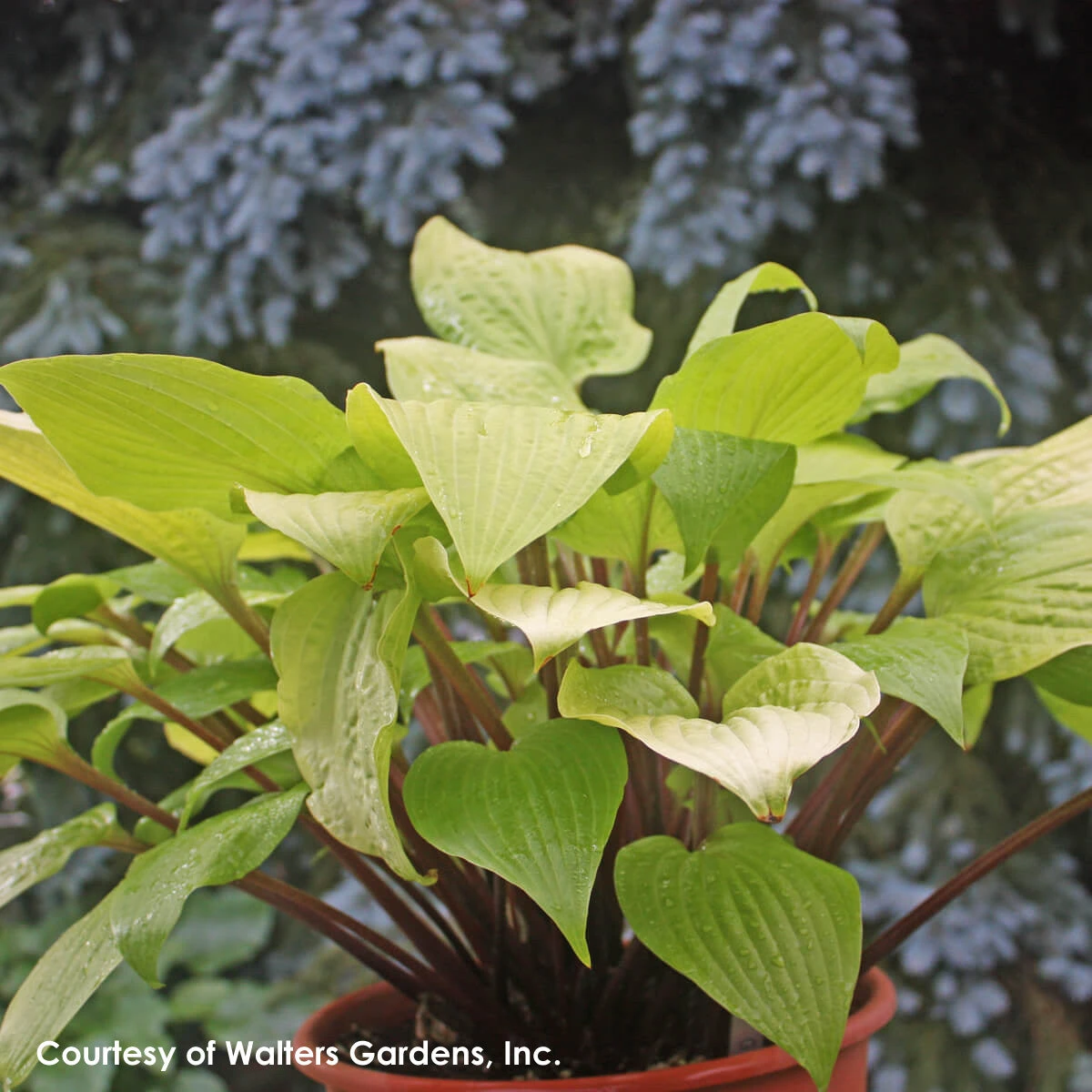 Hosta 'Designer Genes' Plantain Lily 4 Hosta 'Designer Genes' Plantain Lily - Image 2