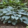 Hosta 'Halcyon' Plantain Lily -SunGlow Perennials Shop Hosta Halcyon WALTERS1