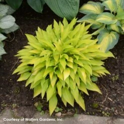 Hosta 'Munchkin Fire' Plantain Lily -SunGlow Perennials Shop Hosta Munchkin Fire 0000 high res.jpg WALTERS