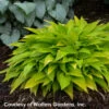 Hosta 'Munchkin Fire' Plantain Lily -SunGlow Perennials Shop Hosta Munchkin Fire WALTERS2