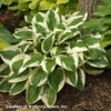 Hosta 'Patriot' Plantain Lily -SunGlow Perennials Shop Hosta PATRIOTWALTERS2