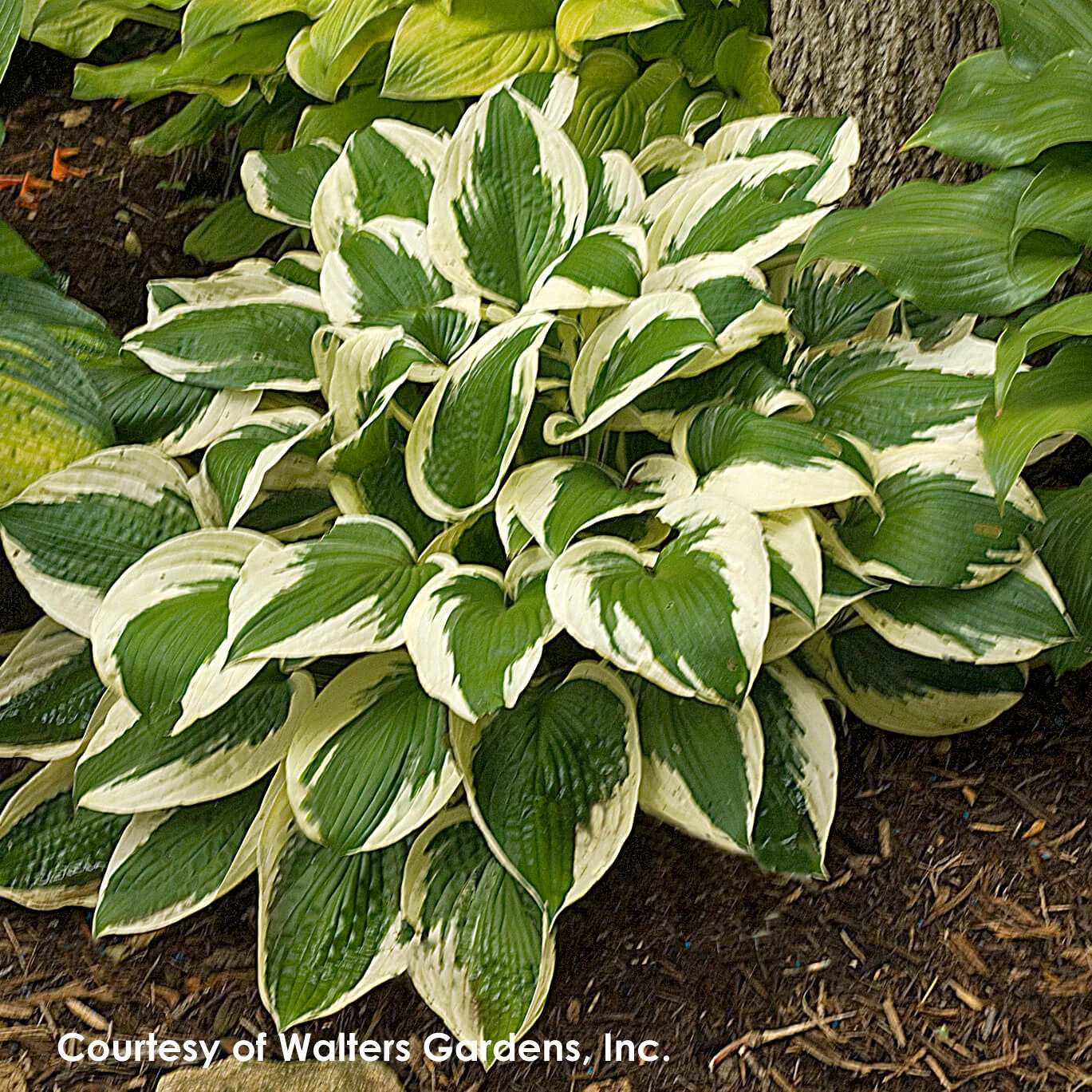 Hosta 'Patriot' Plantain Lily 3 Hosta 'Patriot' Plantain Lily
