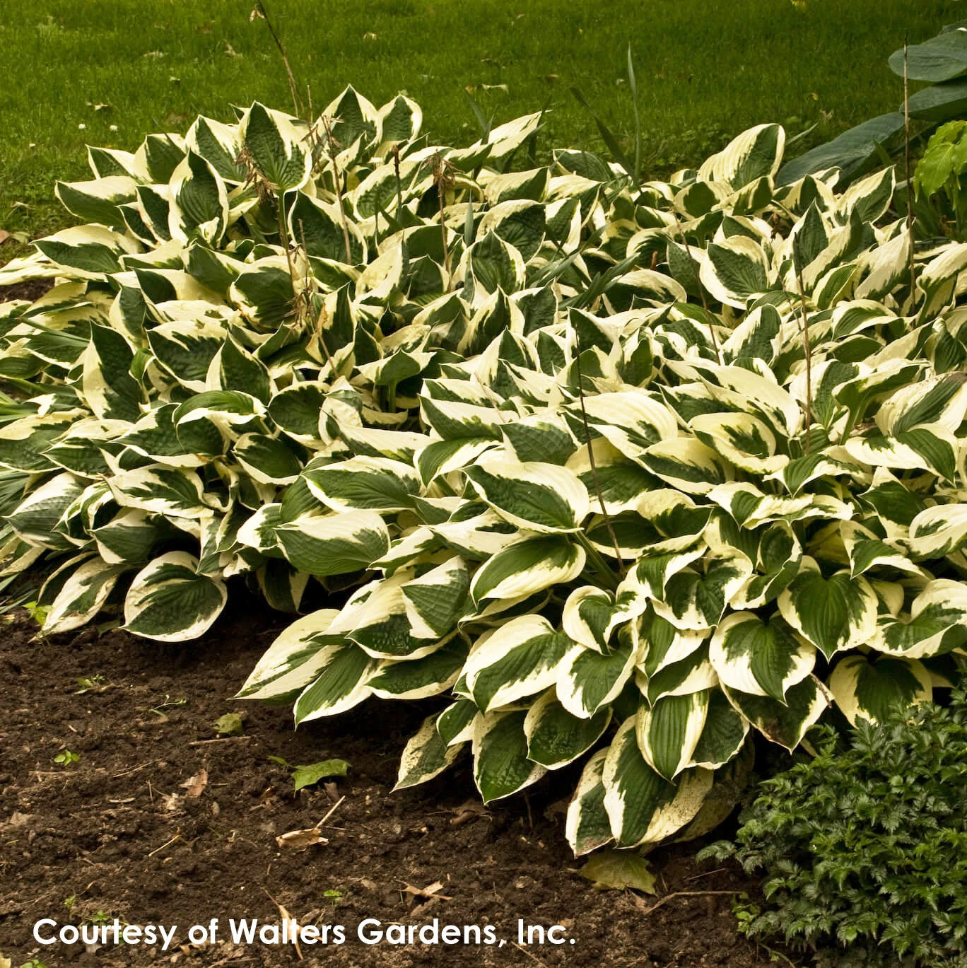 Hosta 'Patriot' Plantain Lily 5 Hosta 'Patriot' Plantain Lily - Image 3