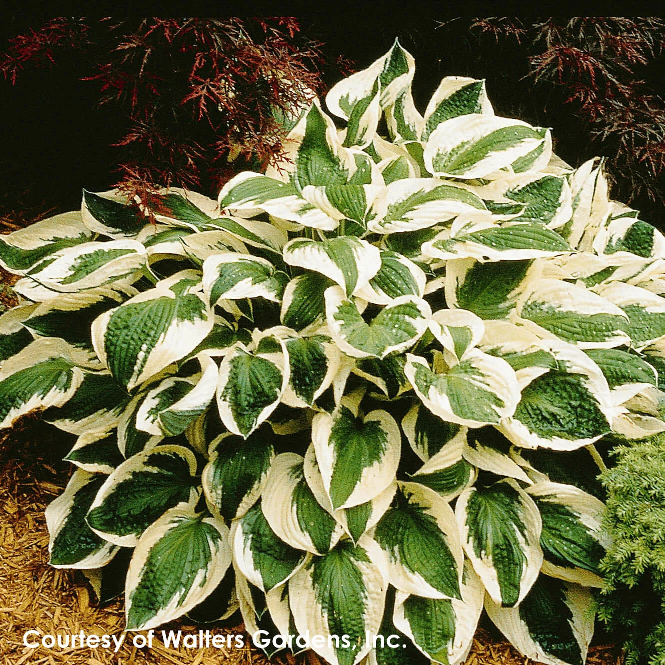 Hosta 'Patriot' Plantain Lily 4 Hosta 'Patriot' Plantain Lily - Image 2