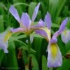 Iris Virginica Var Shrevei Southern Blue Flag -SunGlow Perennials Shop IRS virginica var shrevei James Steakley