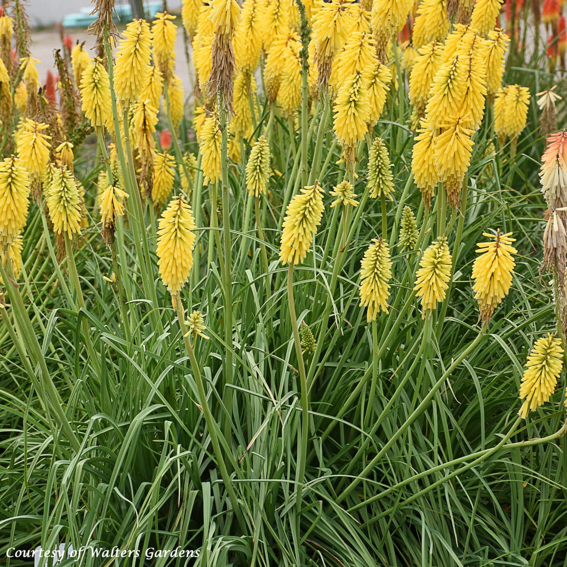 Kniphofia Uvaria 'Gold Rush' Red Hot Poker 3 Kniphofia Uvaria 'Gold Rush' Red Hot Poker