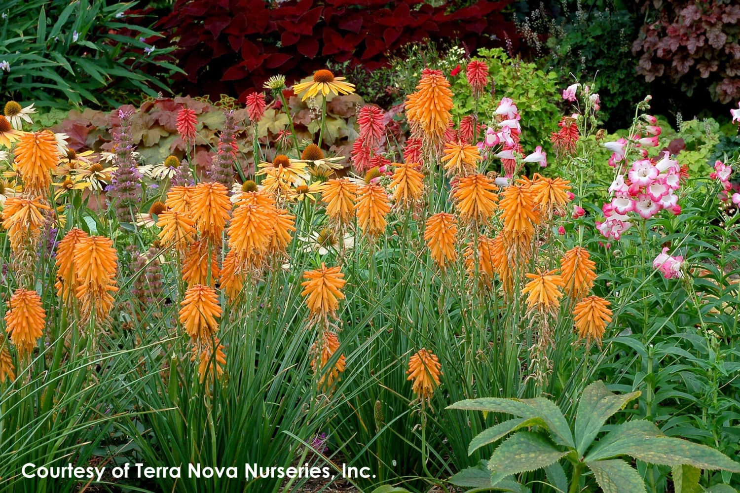 Kniphofia 'Poco Orange' Red Hot Poker 4 Kniphofia 'Poco Orange' Red Hot Poker - Image 2