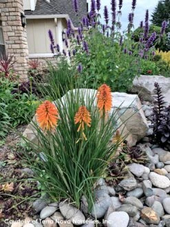 Kniphofia 'Poco Orange' Red Hot Poker 8 Kniphofia 'Poco Orange' Red Hot Poker -SunGlow Perennials Shop Kniphofia Poco Orange 8