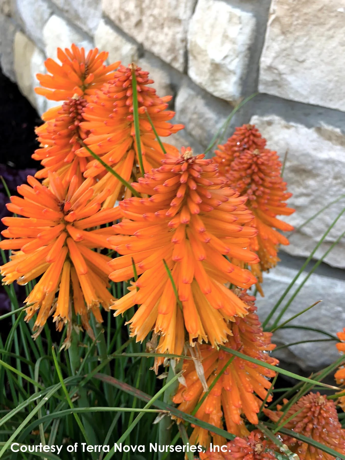 Kniphofia 'Poco Orange' Red Hot Poker 3 Kniphofia 'Poco Orange' Red Hot Poker