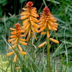 Kniphofia 'Poco Orange' Red Hot Poker 9 Kniphofia 'Poco Orange' Red Hot Poker -SunGlow Perennials Shop Kniphofia Poco Orange Red Hot Poker