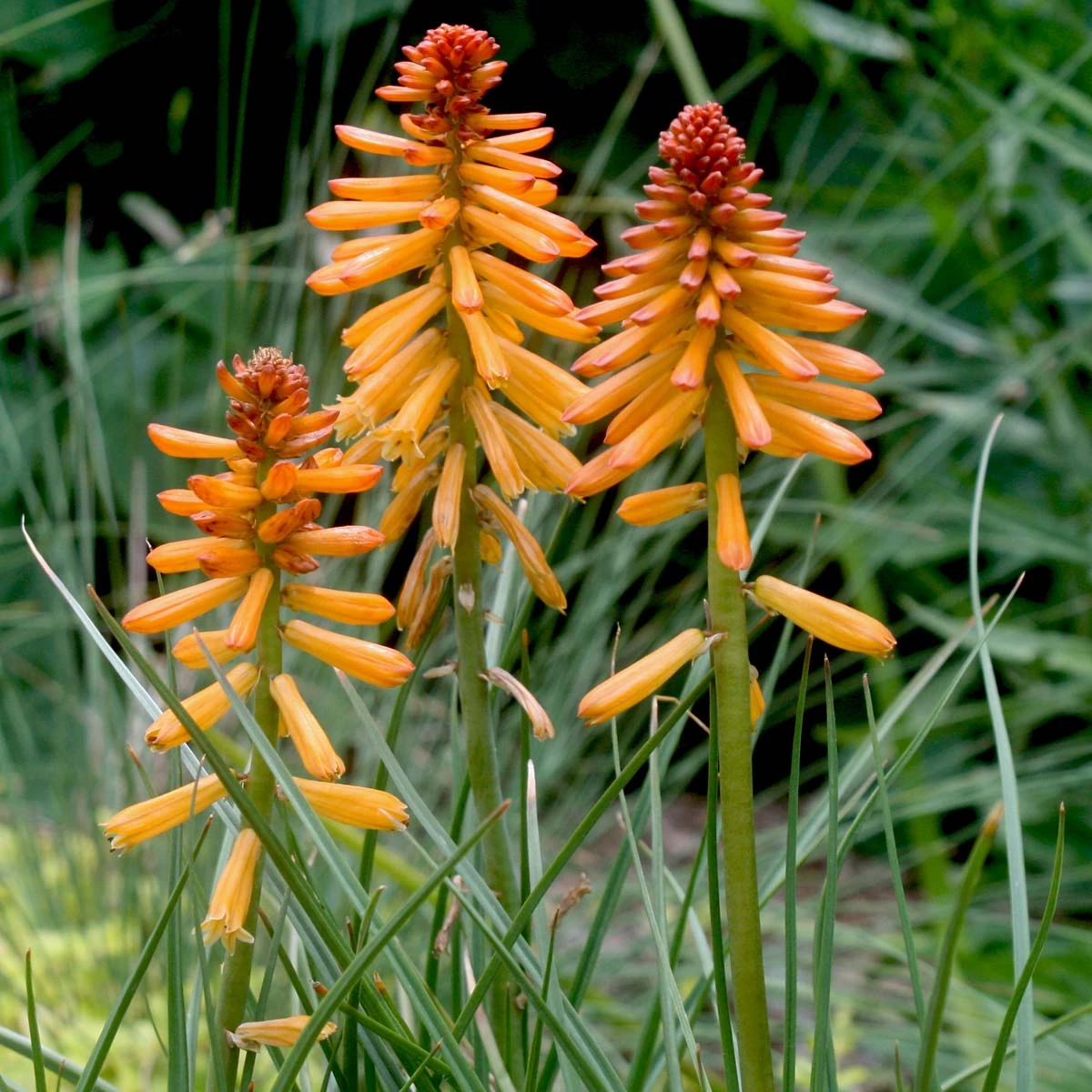 Kniphofia 'Poco Orange' Red Hot Poker 6 Kniphofia 'Poco Orange' Red Hot Poker - Image 4