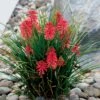 Kniphofia 'Poco Red' Red Hot Poker -SunGlow Perennials Shop Kniphofia Poco Red 7