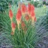 Kniphofia 'Red Roulette' Red Hot Poker -SunGlow Perennials Shop Kniphofia Red Roulette Red Hot Poker